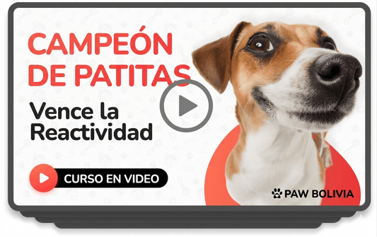 "¡Guau! Tu plan personalizado para vencer la reactividad ya está aquí. ¡A mover la colita!"